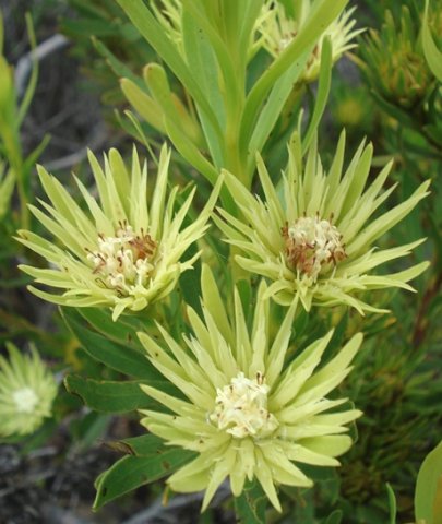 Aulax umbellata old female flowerheads